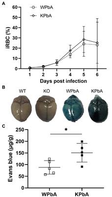 Deficiency of migration inhibitory factor influences the gut microbiota of C57BL/6 mice infected with Plasmodium berghei ANKA